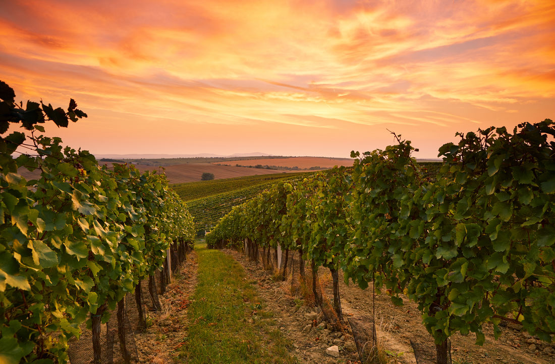 local winery in the northern rivers